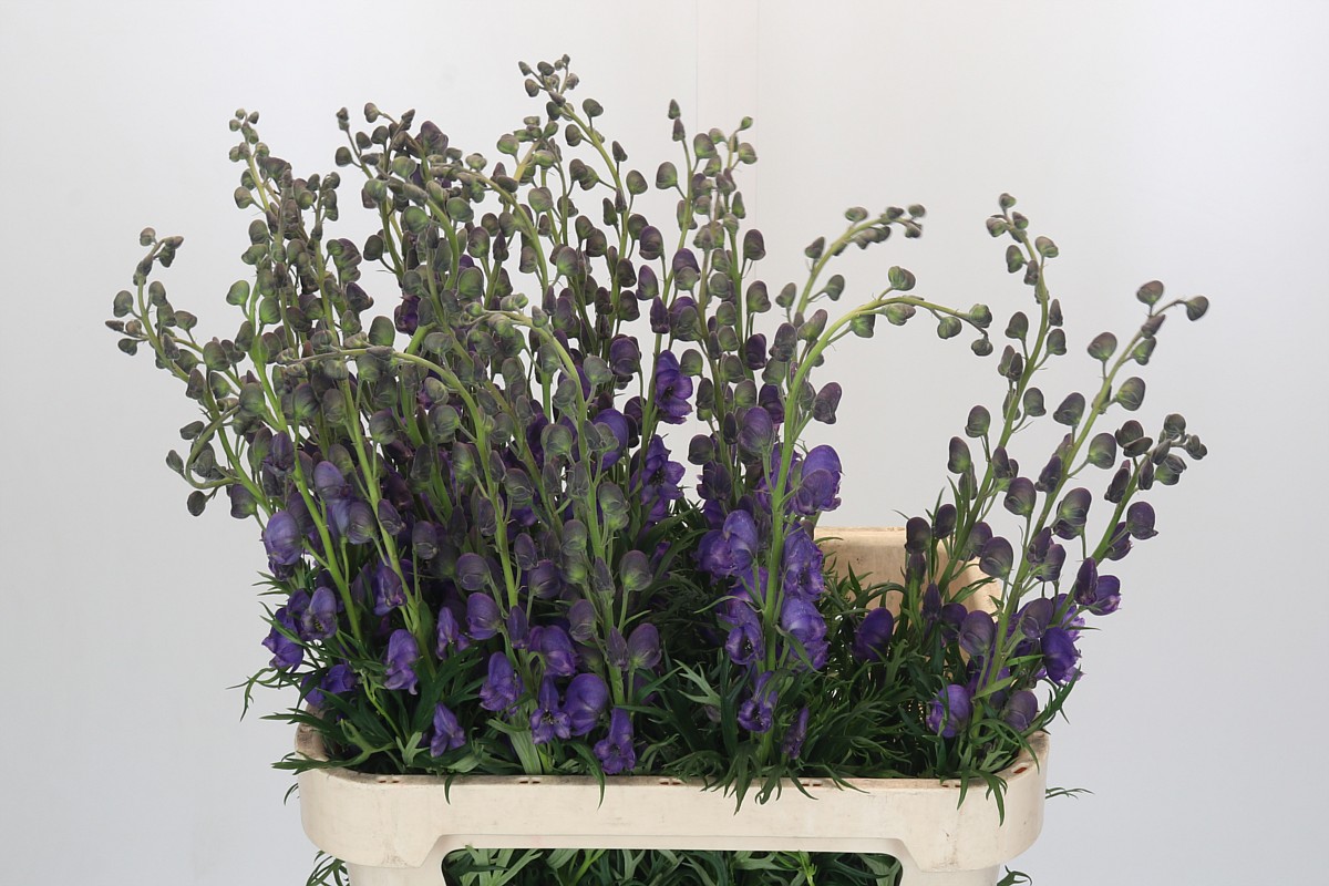 Aconitum Napellus