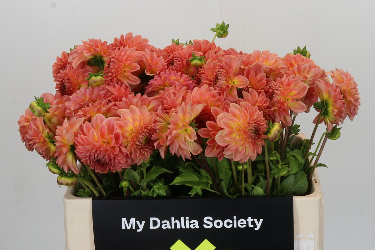 Dahl Hillc Suffusion 50cm