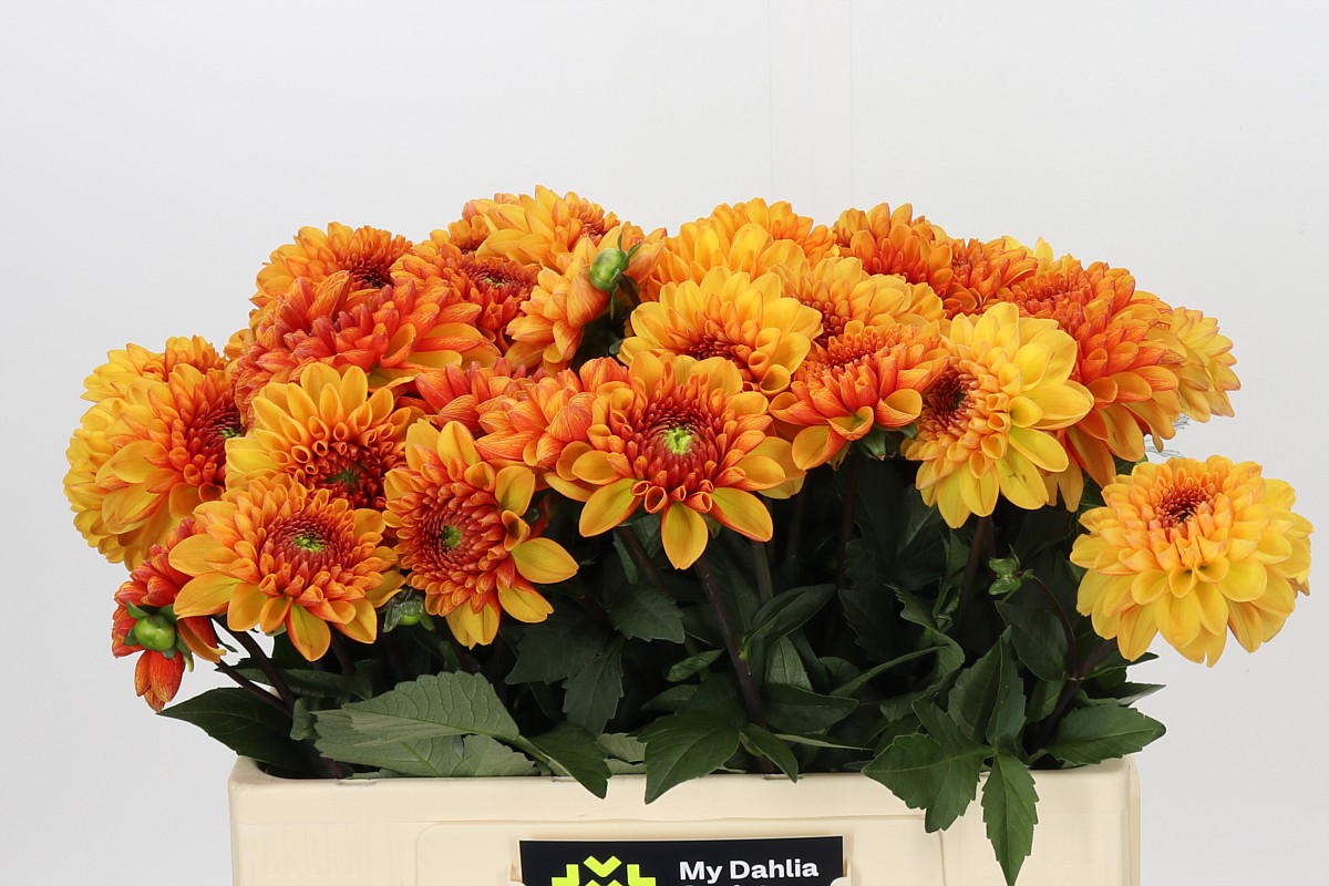 Dahlia American Sunset