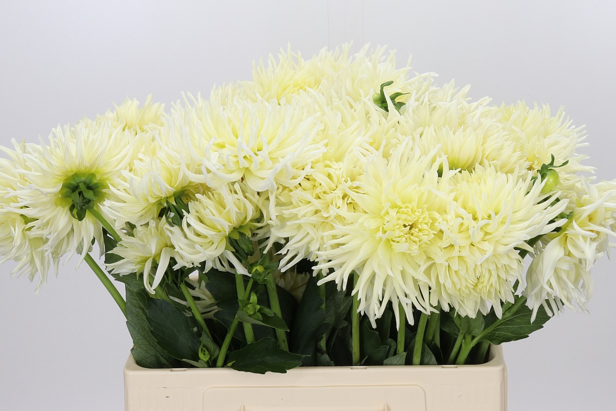 Dahlia 60cm