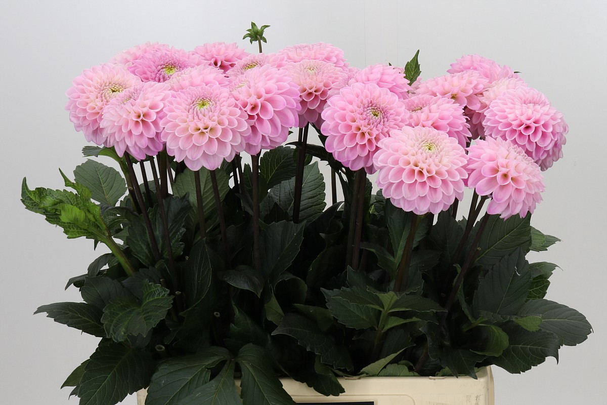 Dahlia Ball Wizz Of Oz 60cm