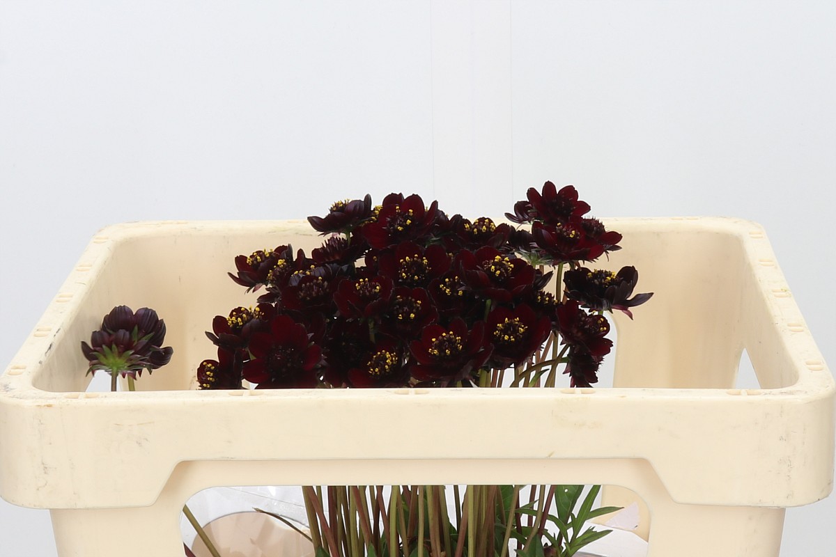 Cosmos Black Beauty