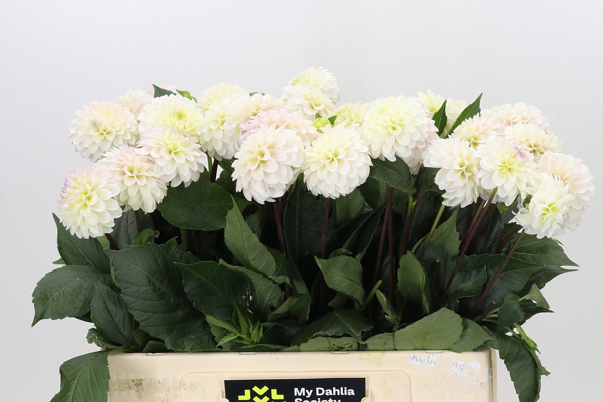 Dahl White Isa