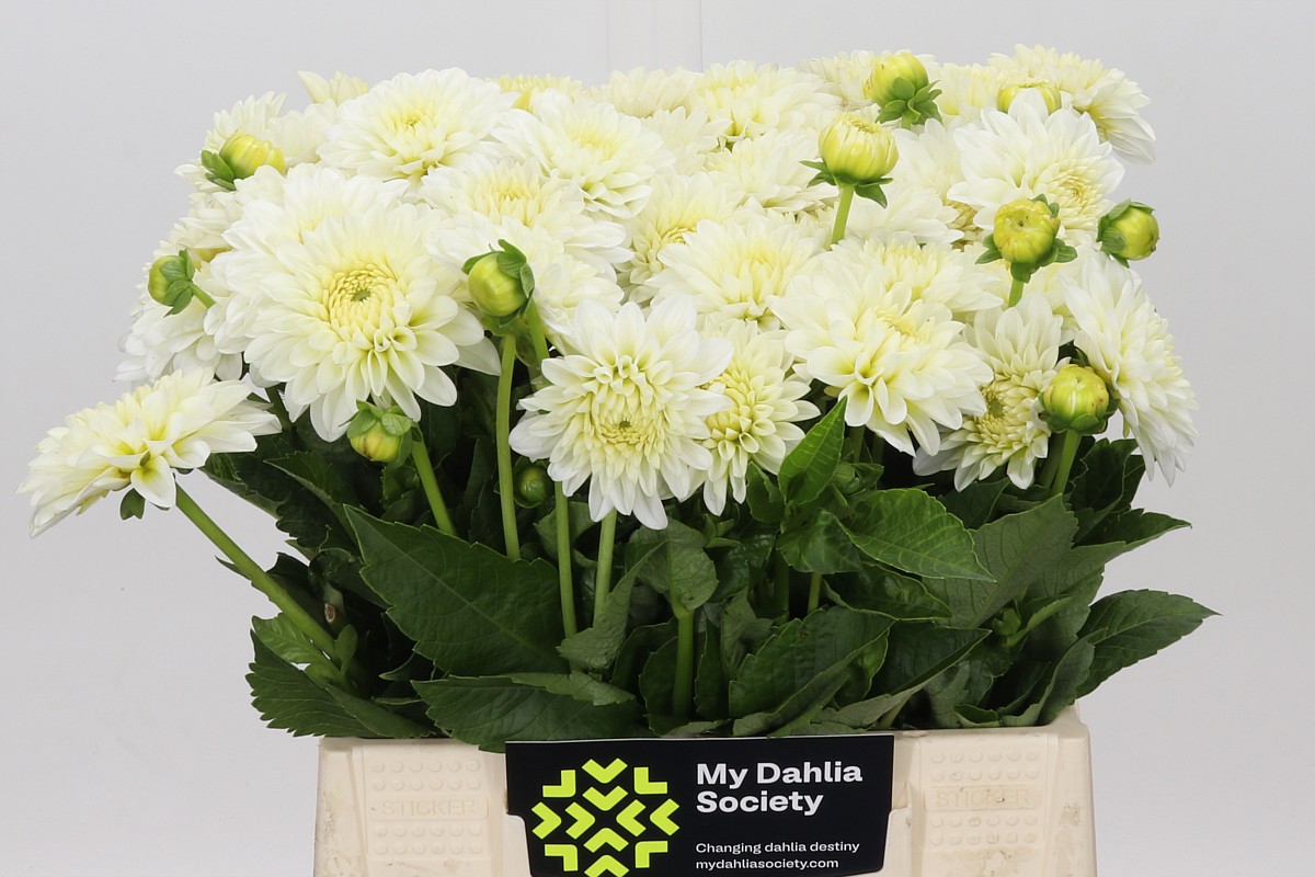 Dahl Dec White Cap