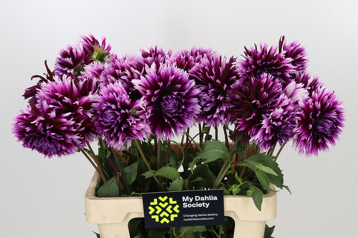 Dahlia Aiyana