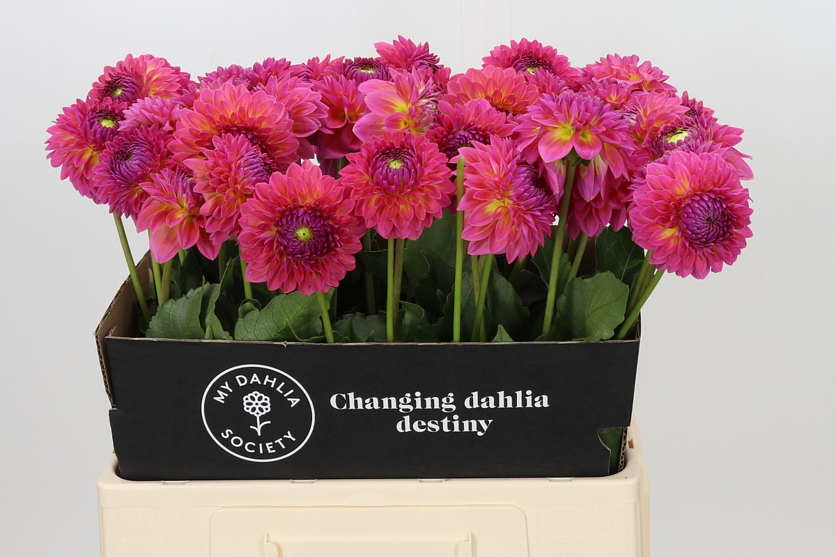 Dahlia Barbados