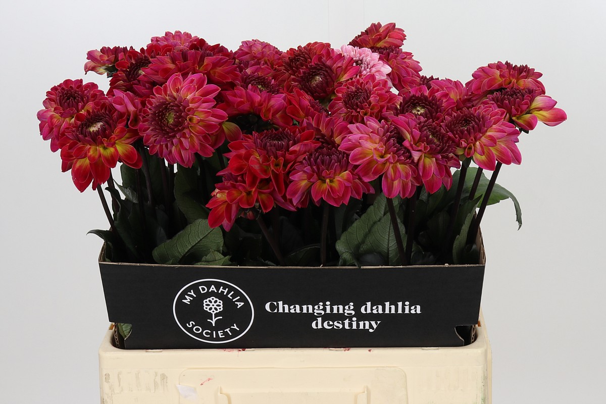 Dahlia Dancing Don 60cm