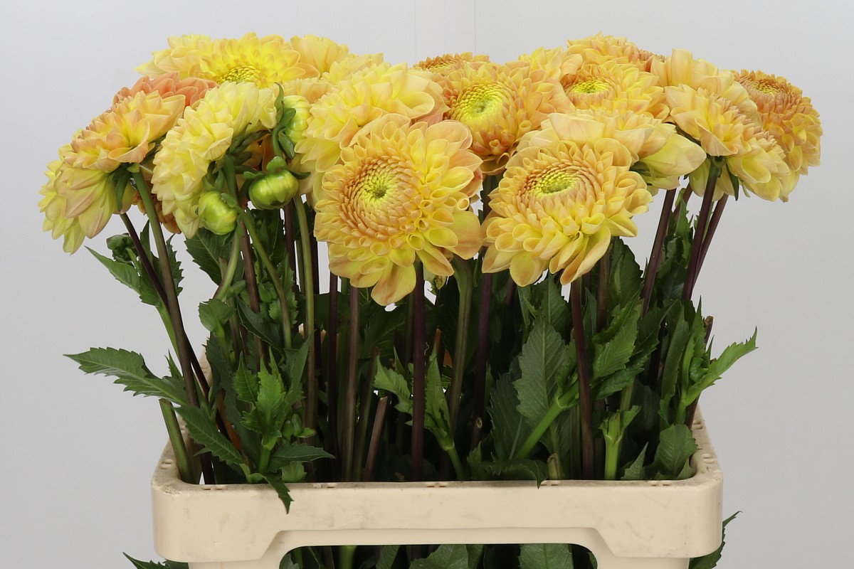 Dahlia Jowey Goldy