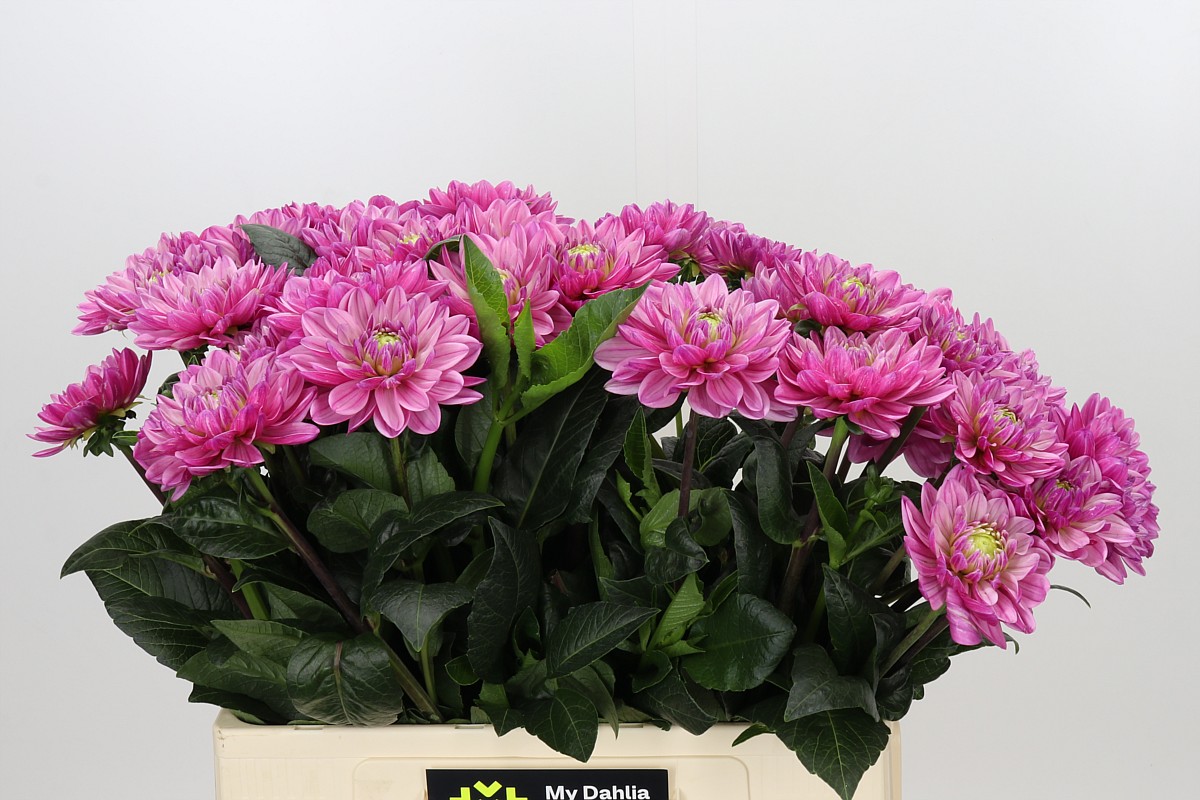 Dahlia Annamarie