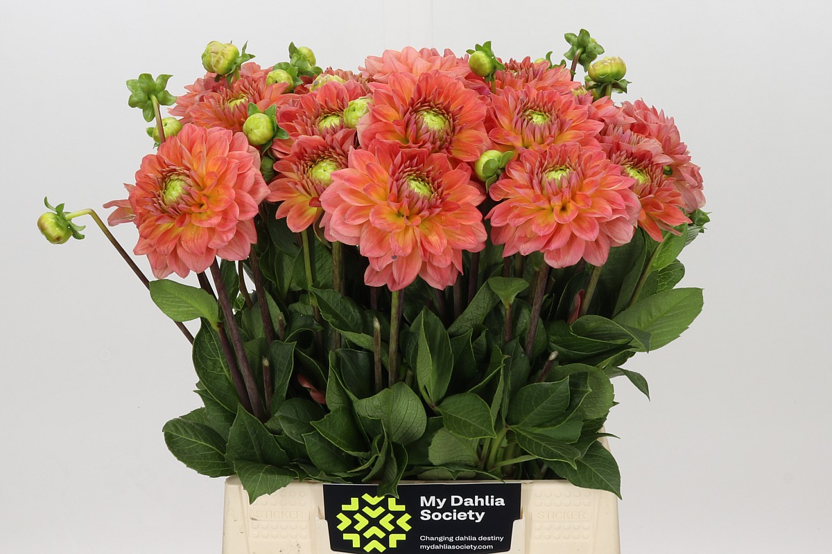 Dahlia 45cm