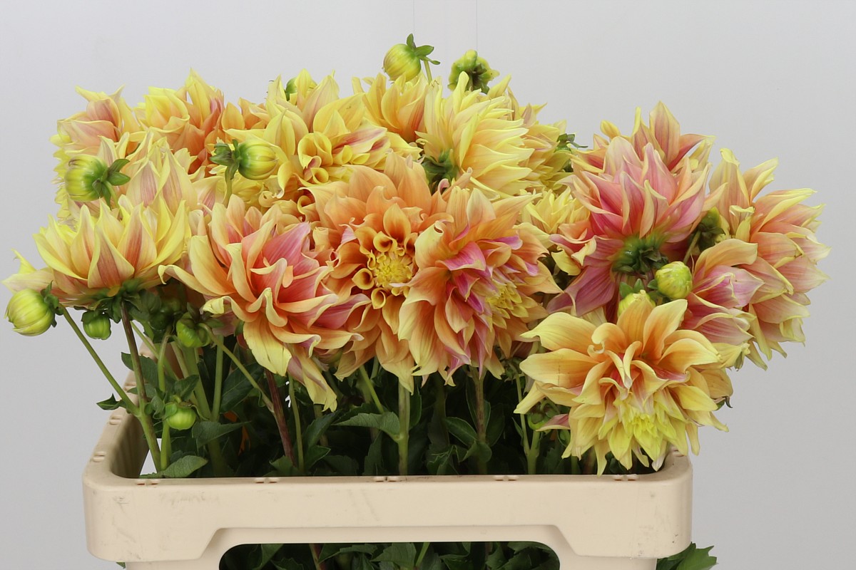 Dahlia 50cm
