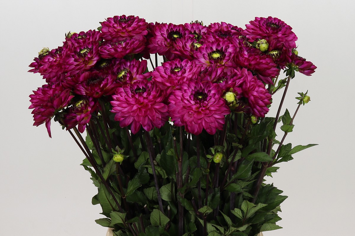 Dahl Romantica 50cm