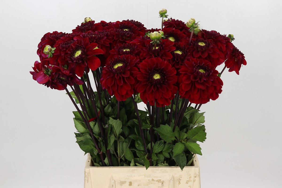 Dahlia 50cm