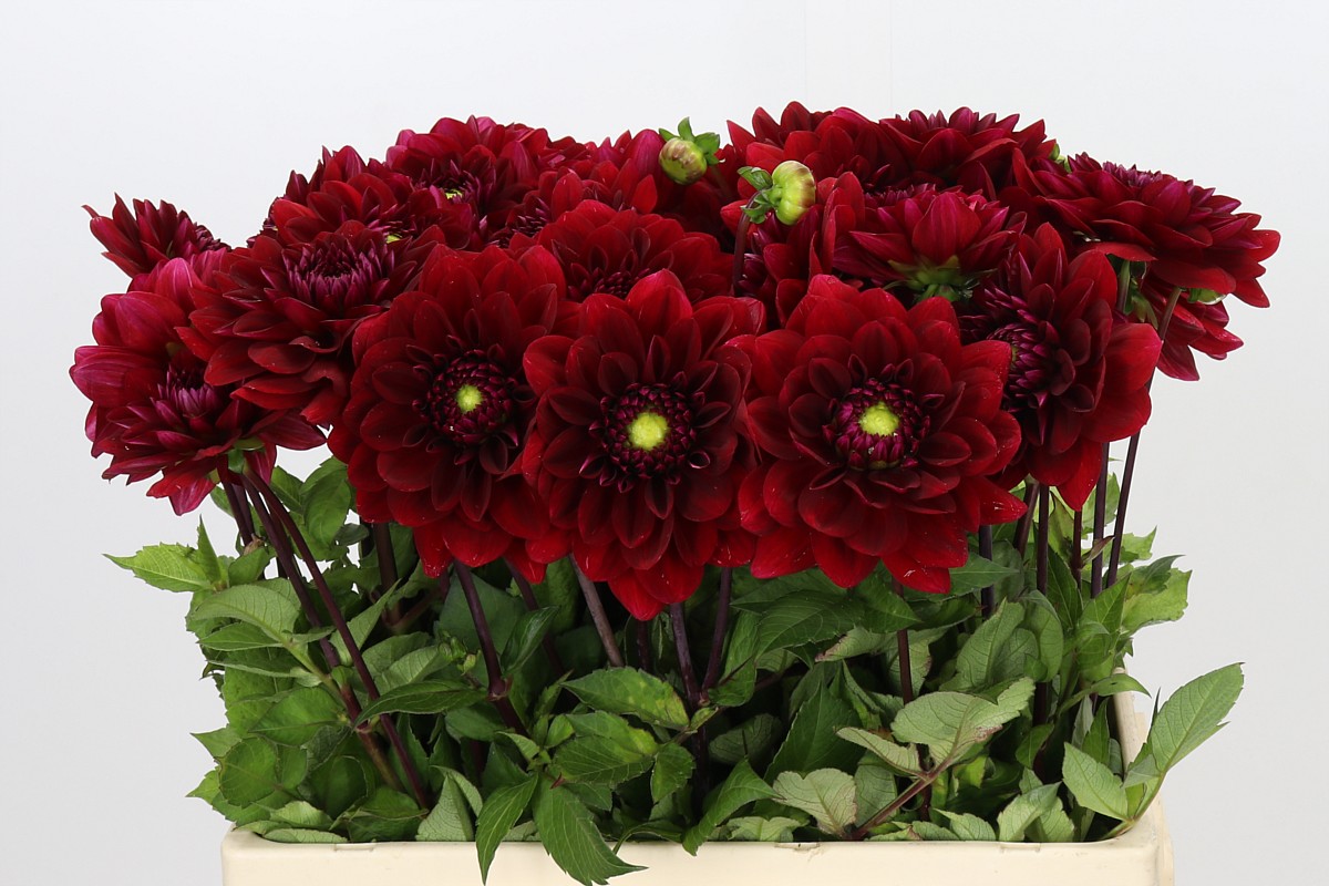 Dahlia Red Runner 50cm