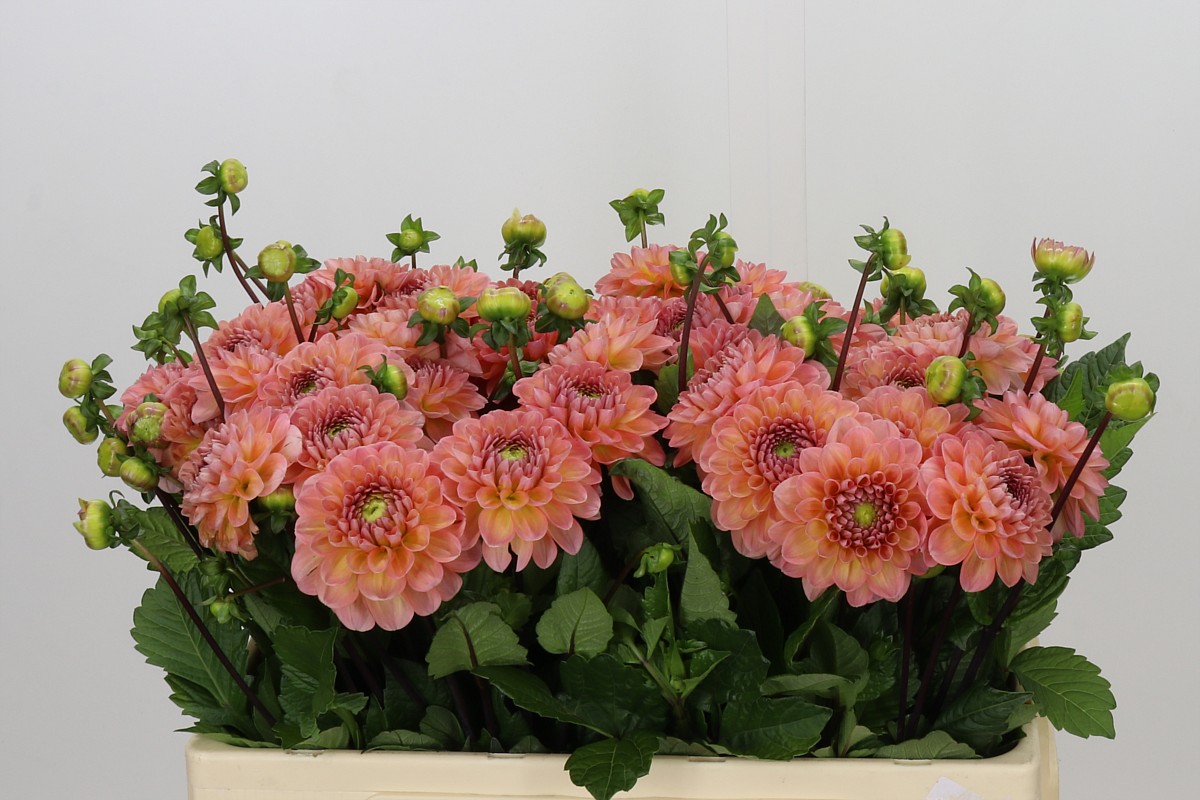 Dahlia 50cm