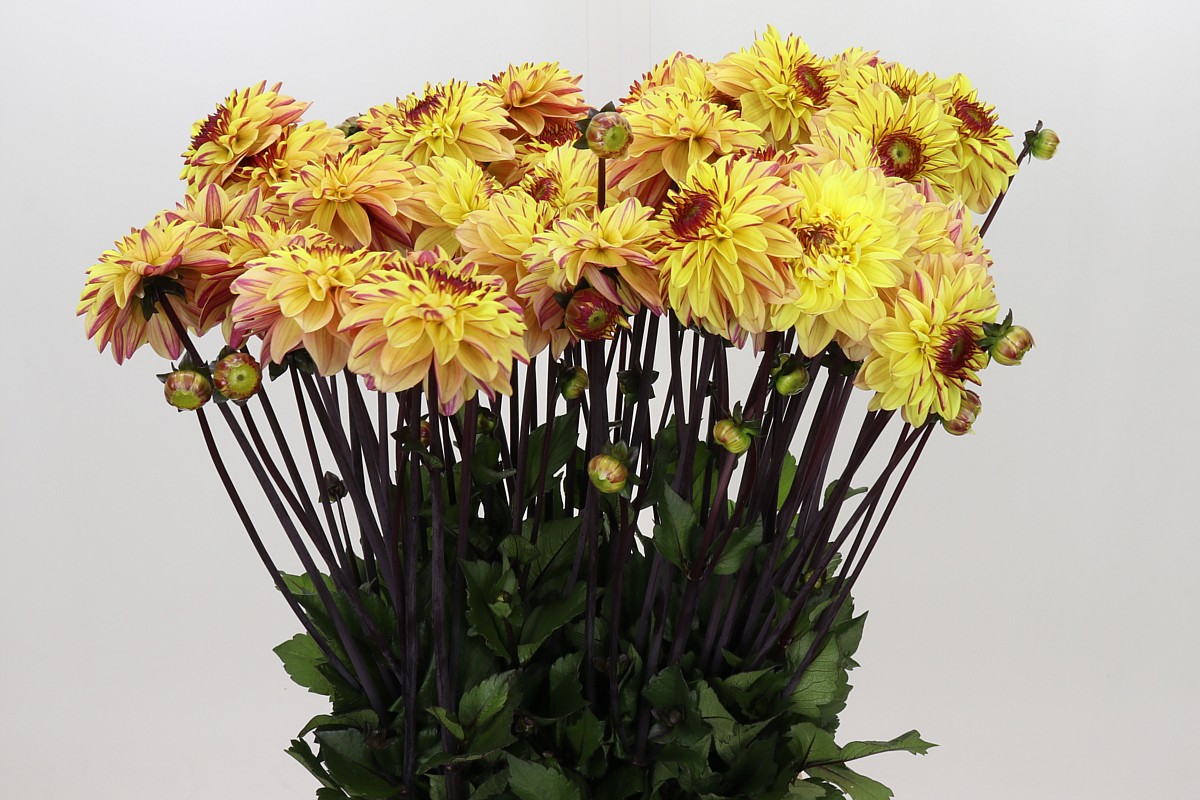 Dahlia Gelia 60cm