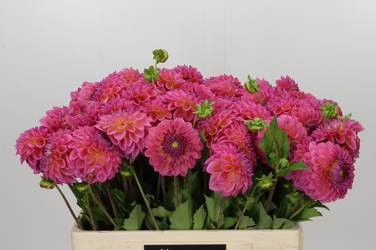 Dahlia Pink Suffusion 50cm