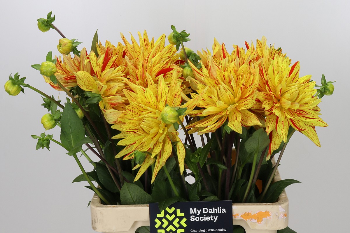 Dahlia Striped Vulcan 60cm