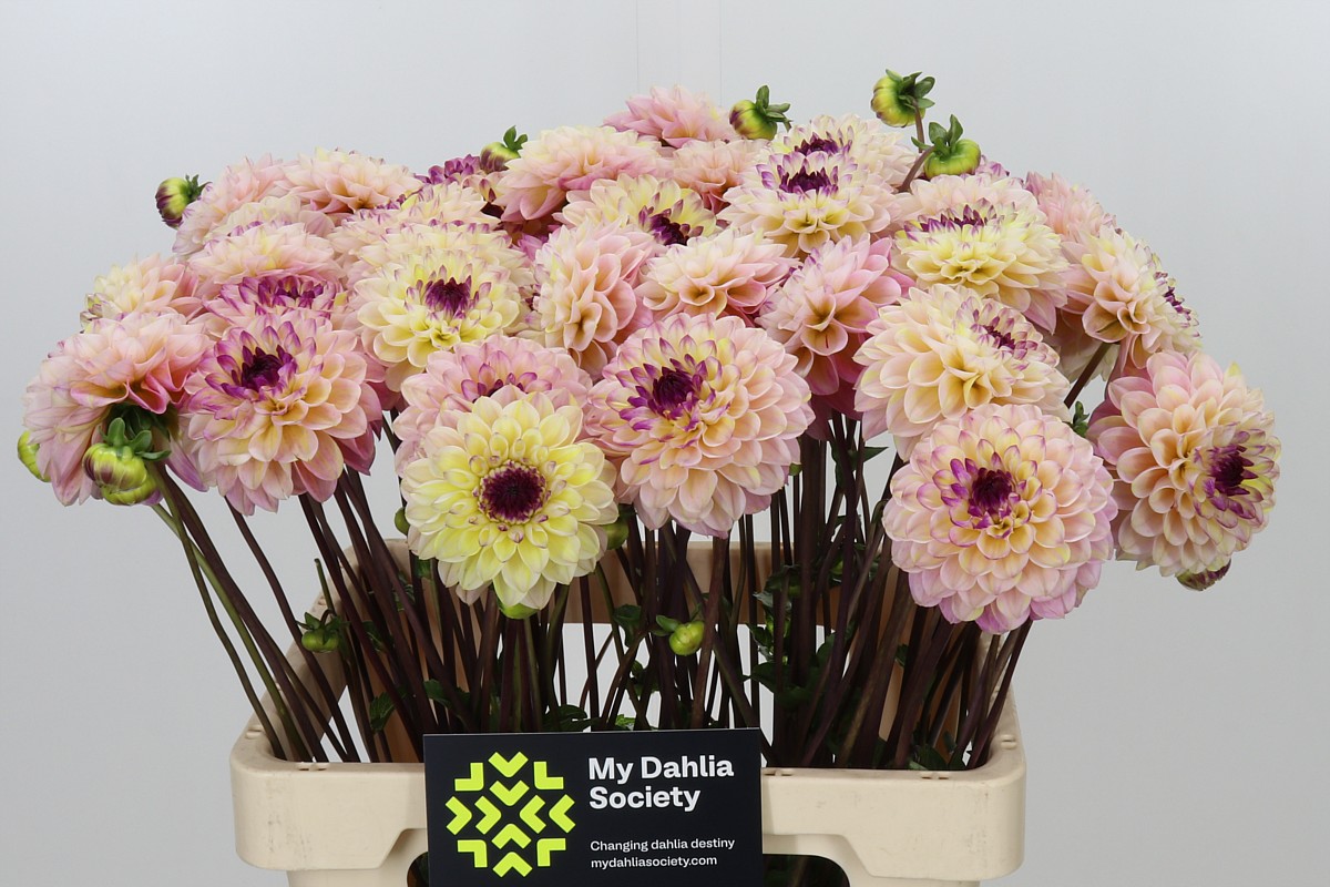 Dahlia Ball Wine Eyed Jill 60cm