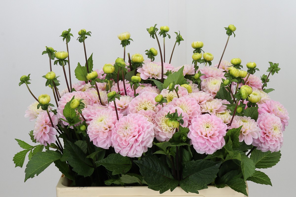 Dahlia Ball Wizz Of Oz 50cm