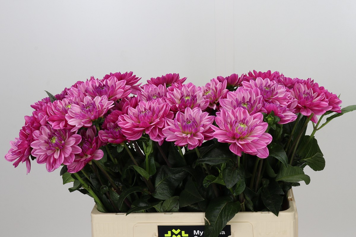 Dahlia 60cm