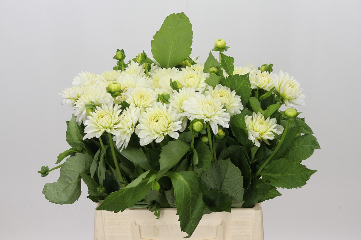 Dahlia Dec White Cap 40cm
