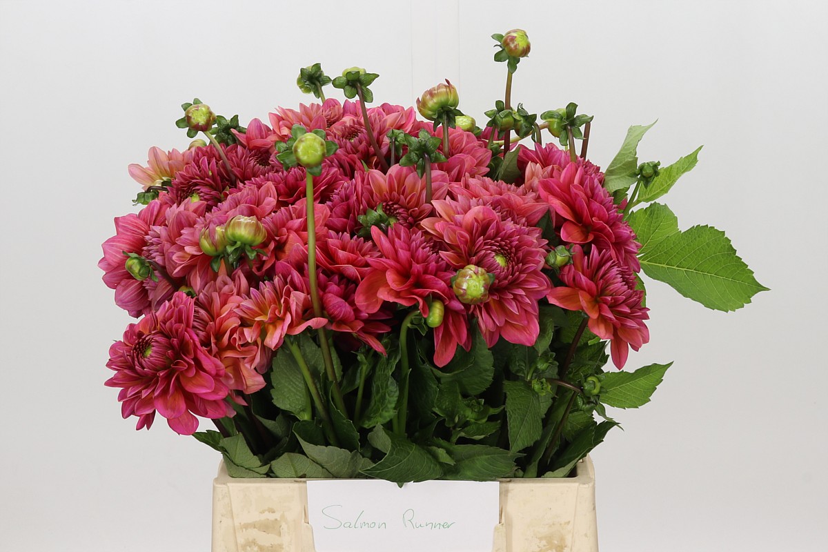 Dahlia Sal Runner 40cm