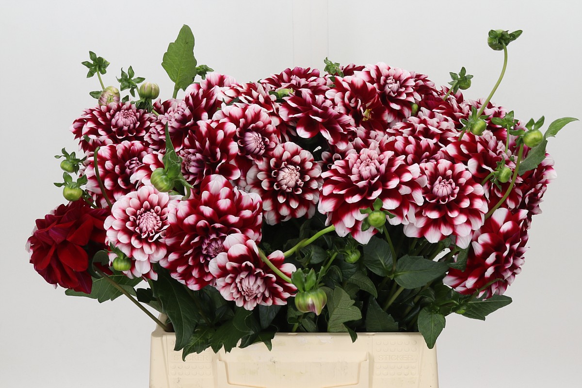 Dahlia Quinty 40cm