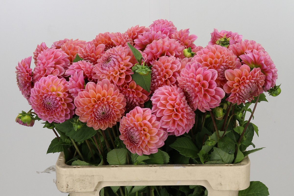 Dahlia Lindas Baby 50cm