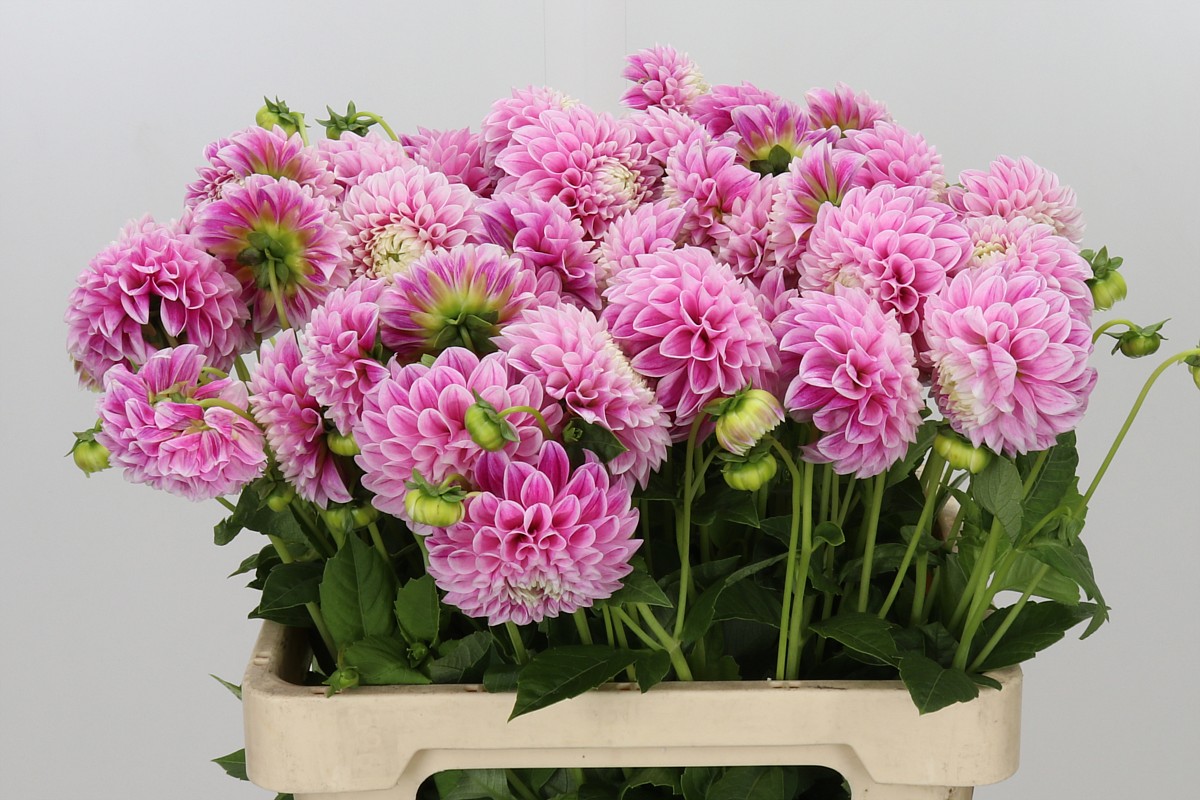 Dahlia Marshmallow Baby 50cm