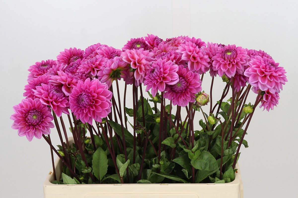 Dahlia Sandra 50cm