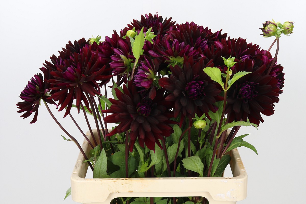 Dahlia Chat Noir 60cm
