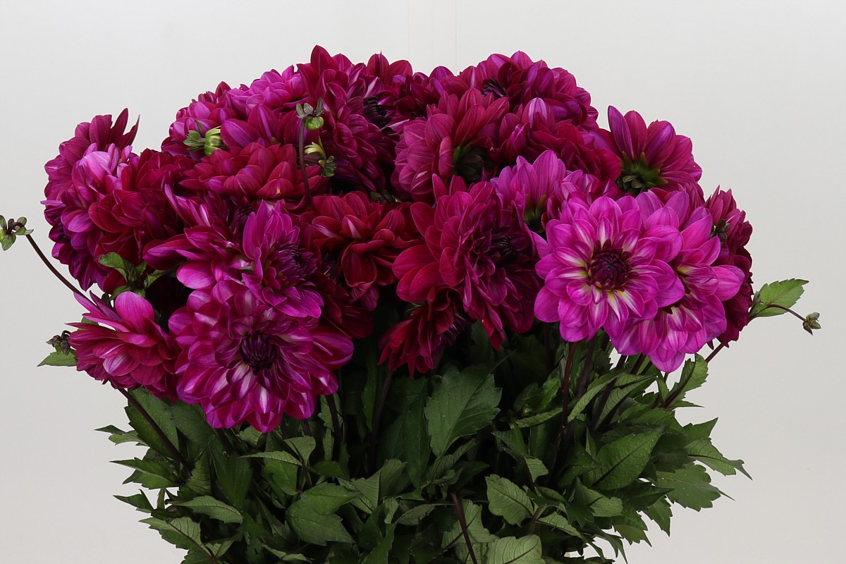 Dahlia 60cm