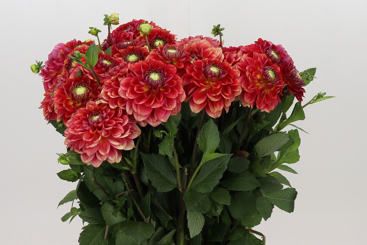 Dahlia 50cm