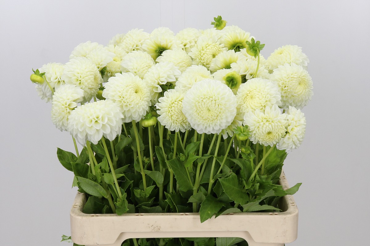 Dahlia Reycroft Jan 50cm
