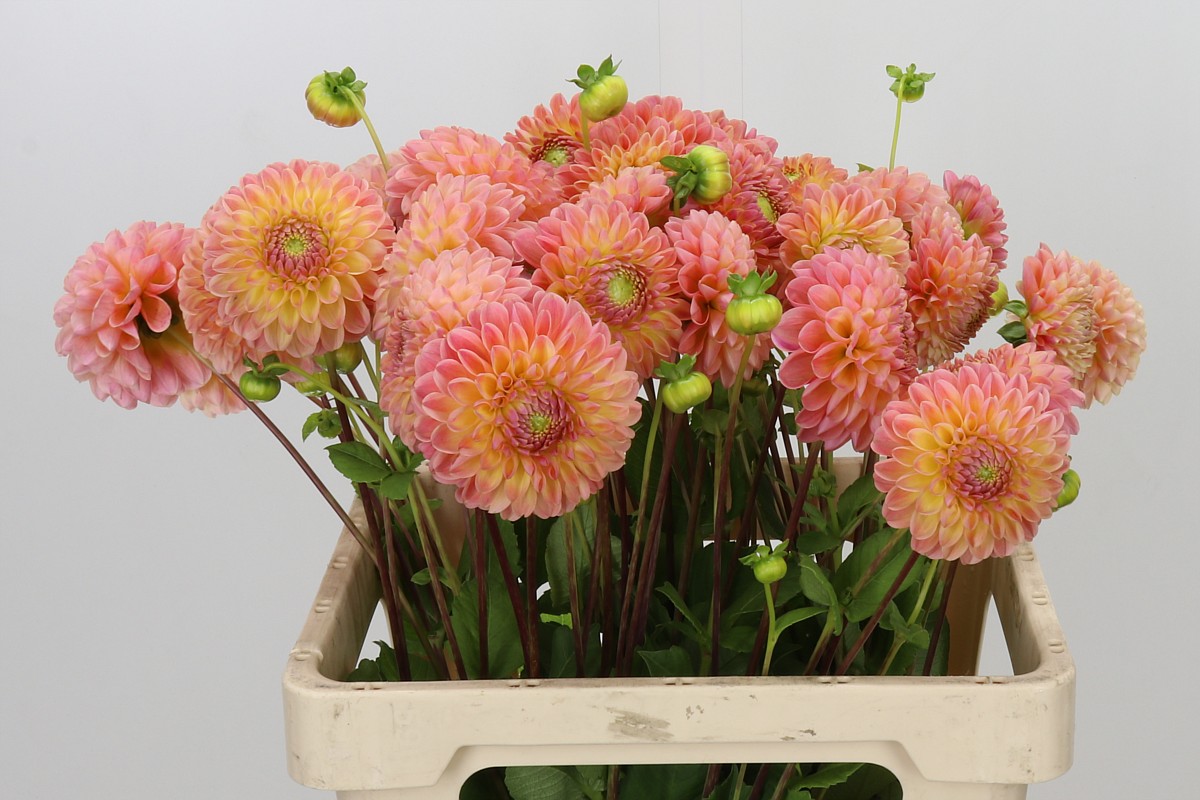 Dahlia 50cm