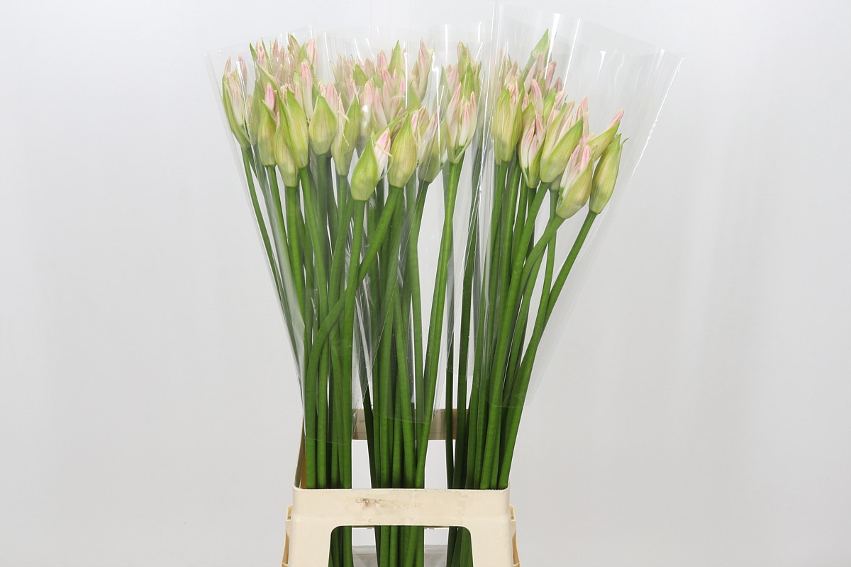 Nerine Bico Bionce 80cm
