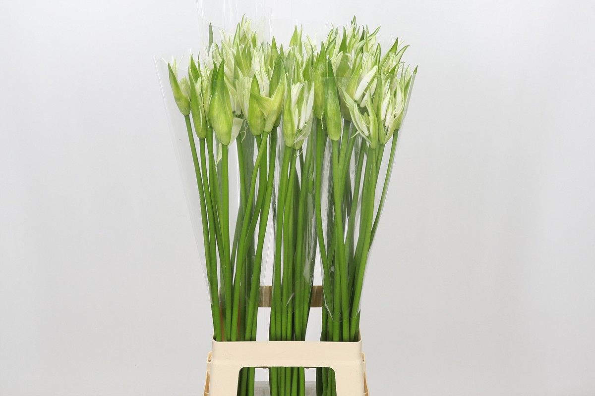 Nerine Like A Virgin 80cm