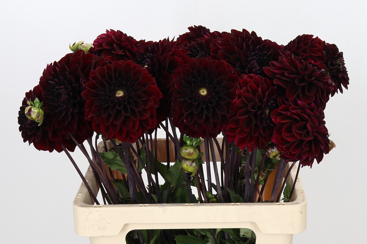 Dahlia 60cm