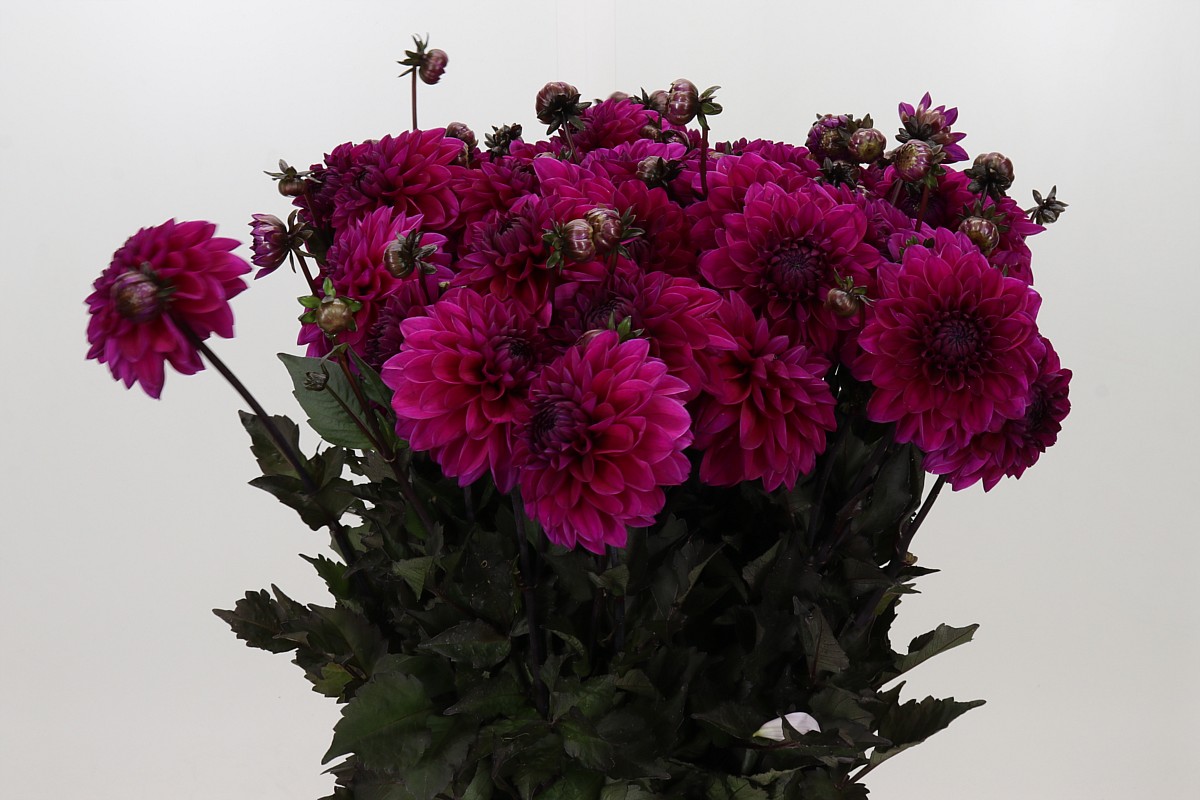 Dahlia 60cm