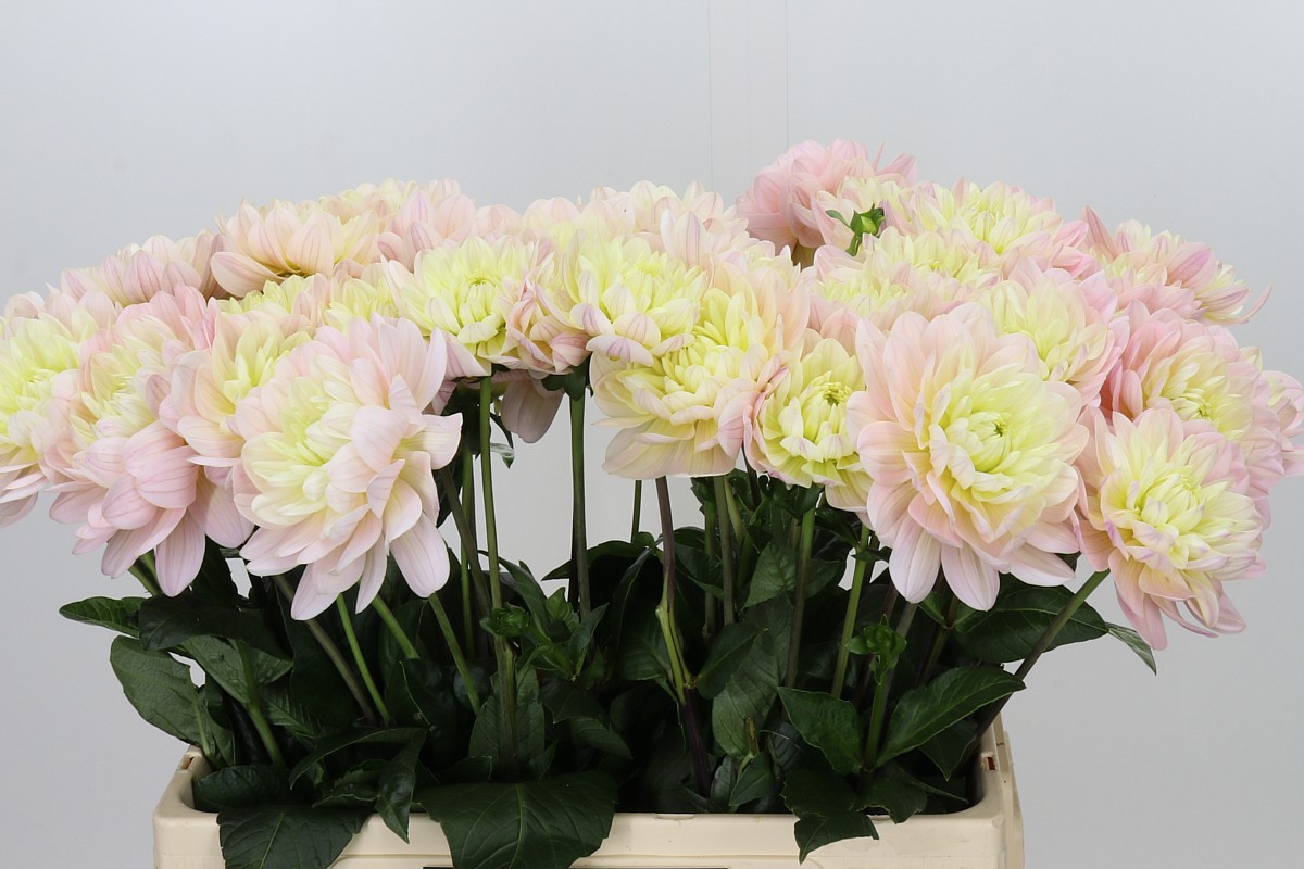 Dahlia Dianas Memory 60cm