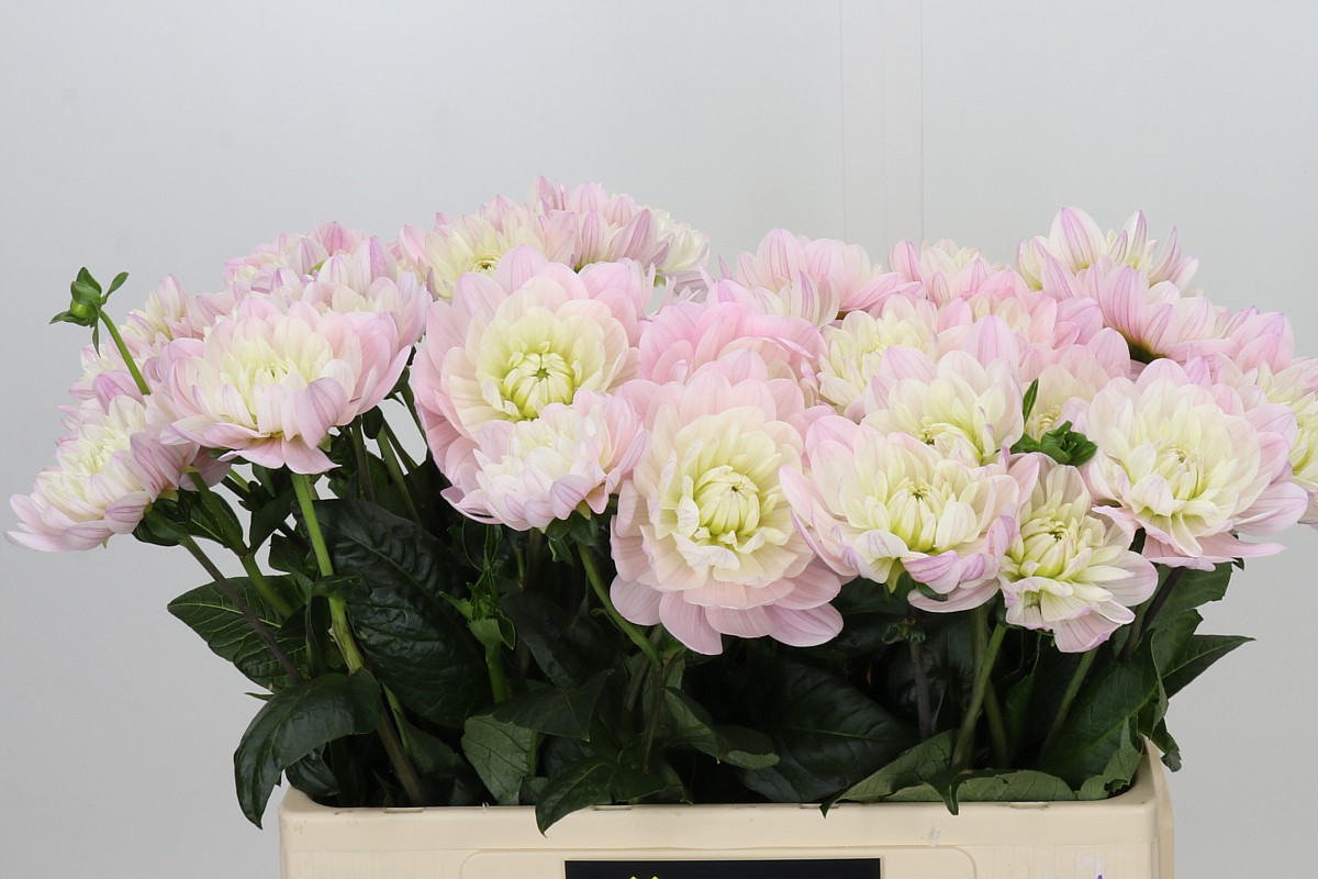 Dahlia Prince Kate 60cm