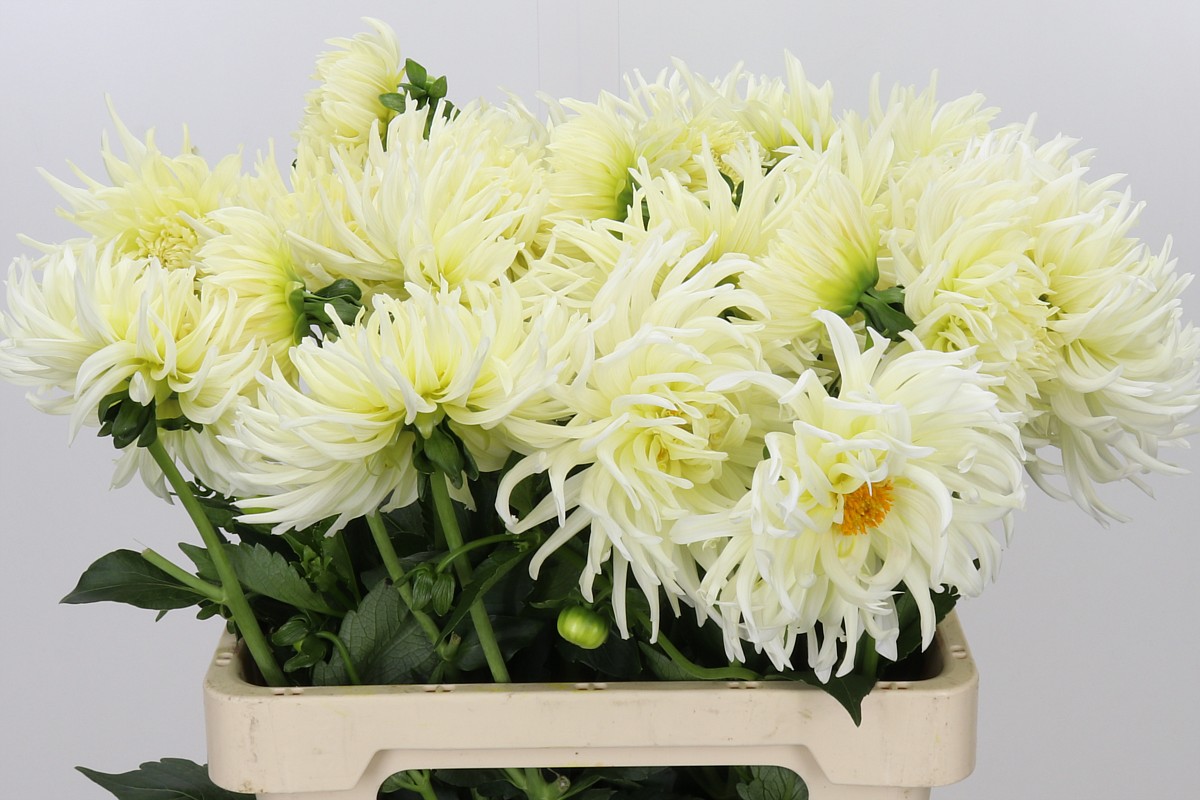 Dahlia 60cm