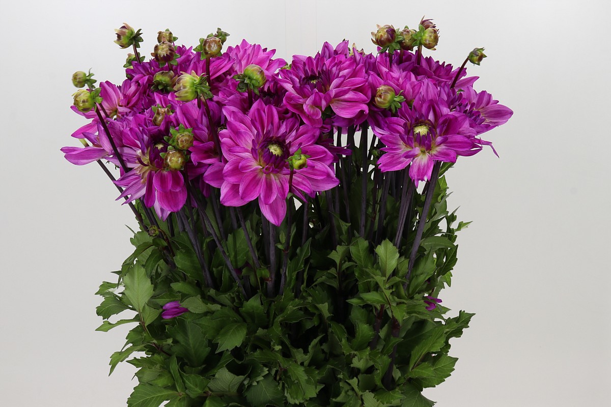 Dahlia 50cm