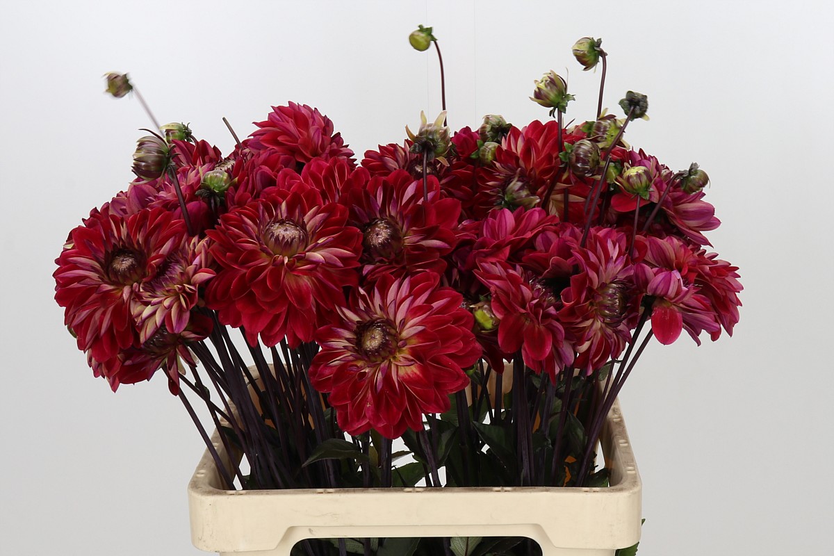 Dahlia 60cm