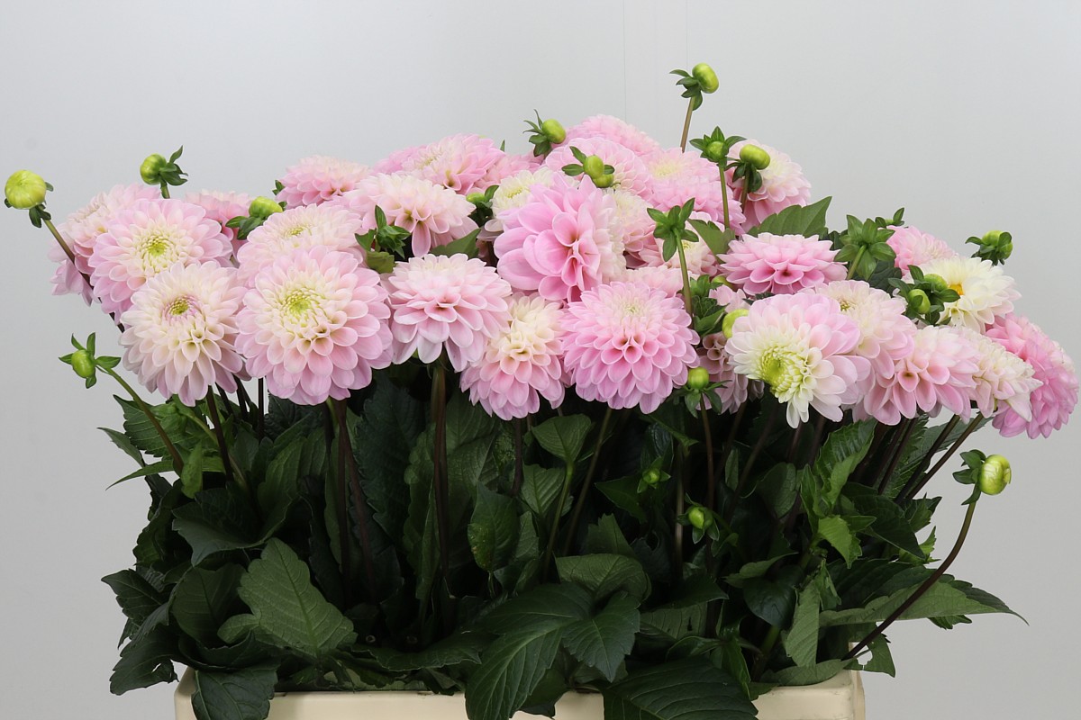 Dahlia Ball Wizz Of Oz 60cm