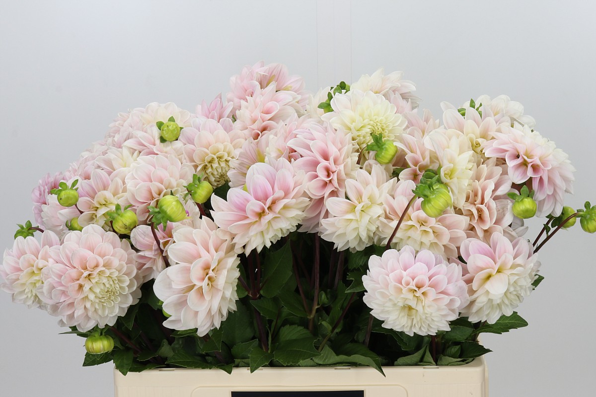 Dahlia Sweet Nathalie 50cm