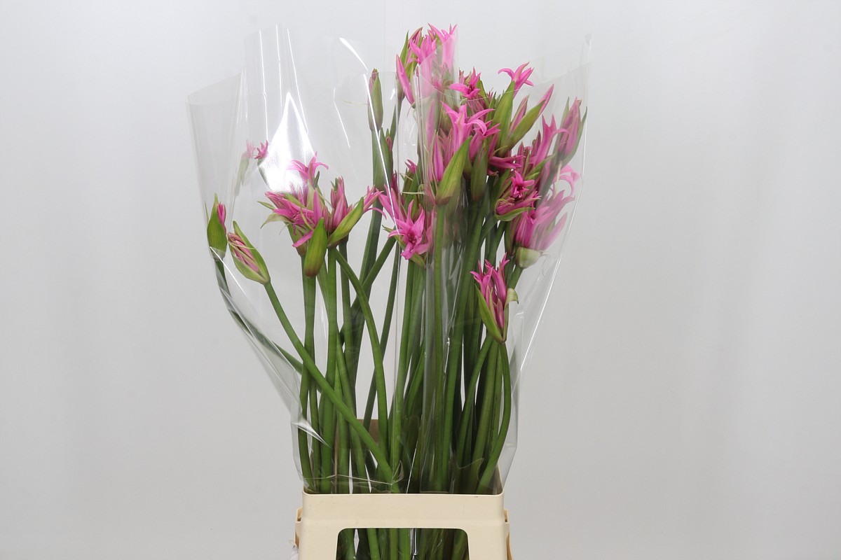 Nerine Amarine Light Pink 70cm
