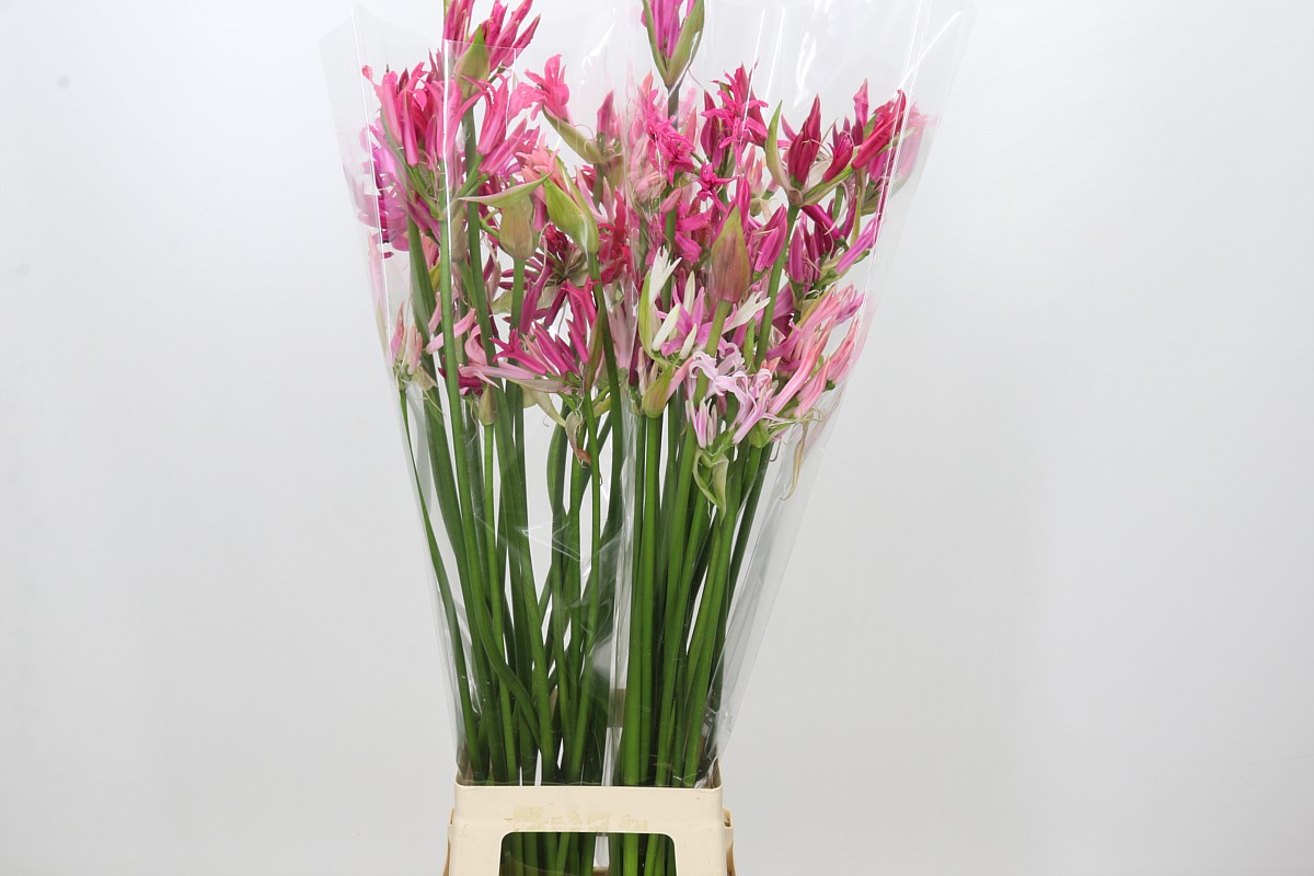 Ne Bo Gem In Bos 80cm
