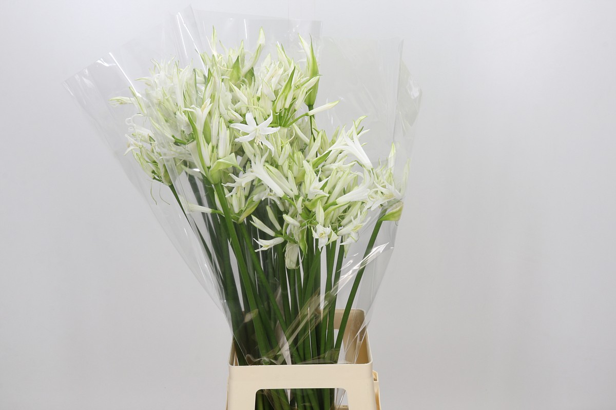 Ne Bo Adele 80cm